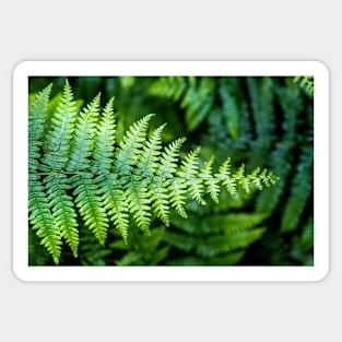 Ferns in the rain    I Sticker